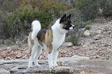 AKITA AMERICAIN 339